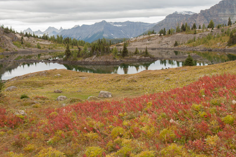 Sunshine Meadows (fot. Beata Muchowska) Sunshine Meadows (fot. Beata Muchowska)