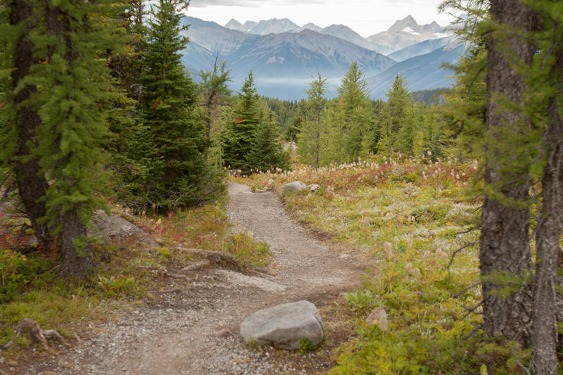 Sunshine Meadows (fot. Beata Muchowska) Sunshine Meadows (fot. Beata Muchowska)