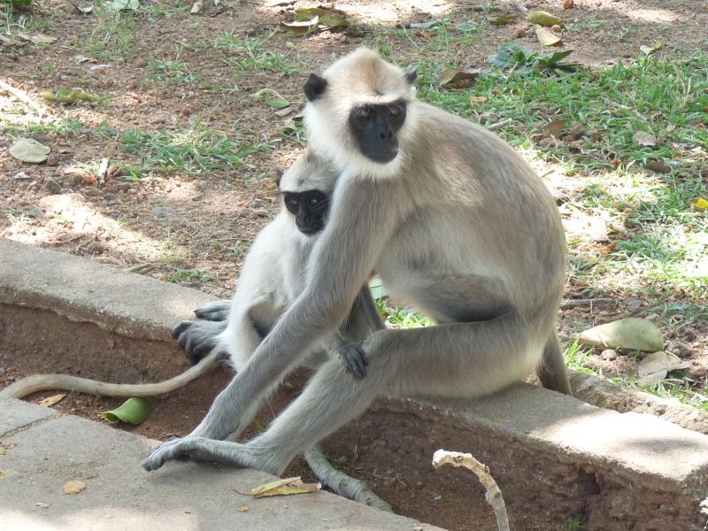 Małpy w Anuradhapura (fot. Darek Dąbrowski) Małpy w Anuradhapura (fot. Darek Dąbrowski)