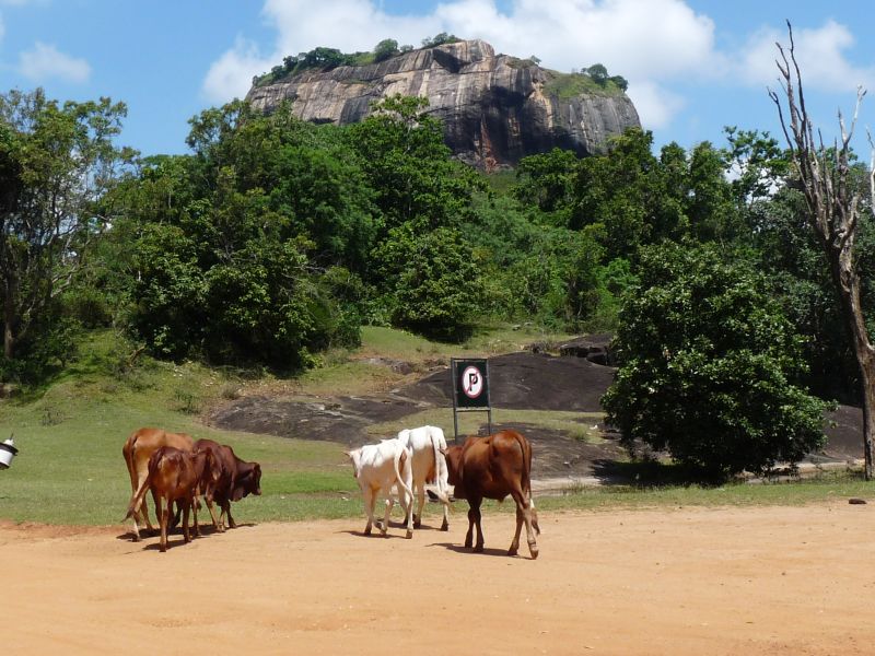 Lwia skała w Sigiriya (fot. Darek Dąbrowski) Lwia skała w Sigiriya (fot. Darek Dąbrowski)