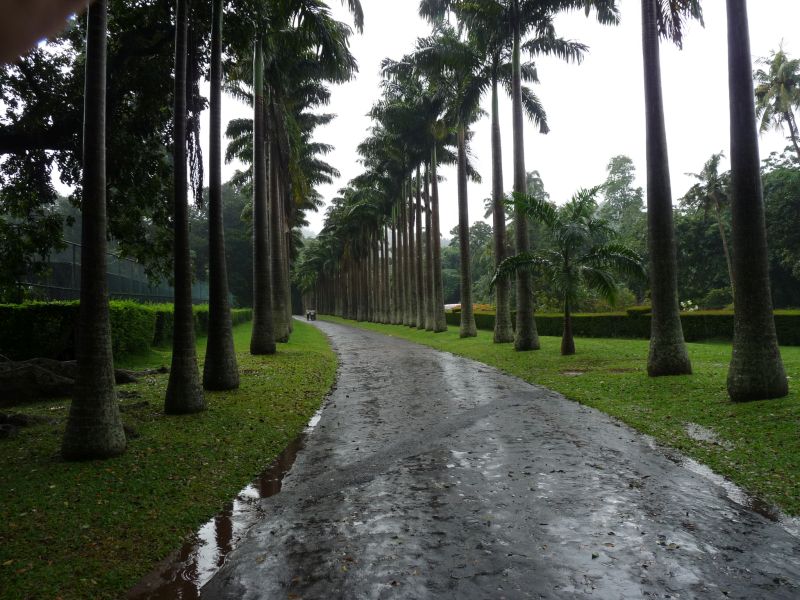 Ogrody Botaniczne w Peradeniya (fot. Darek Dąbrowski) Ogrody Botaniczne w Peradeniya (fot. Darek Dąbrowski)