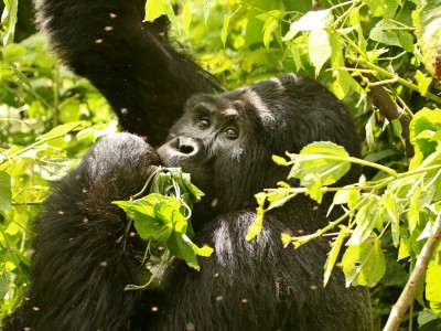 Obserwacje goryli górskich w Parku Narodowym Bwindi (UNESCO), fot. T. Liptak Obserwacje goryli górskich w Parku Narodowym Bwindi (UNESCO), fot. T. Liptak