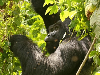 Obserwacje goryli górskich w Parku Narodowym Bwindi (UNESCO), fot. T. Liptak Obserwacje goryli górskich w Parku Narodowym Bwindi (UNESCO), fot. T. Liptak