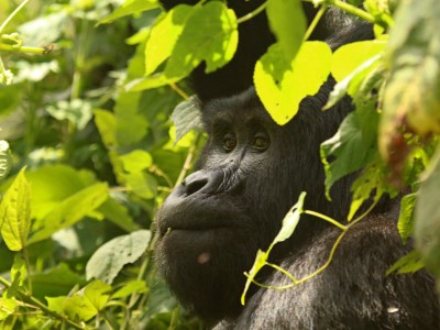 Obserwacje goryli górskich w Parku Narodowym Bwindi (UNESCO), fot. T. Liptak Obserwacje goryli górskich w Parku Narodowym Bwindi (UNESCO), fot. T. Liptak