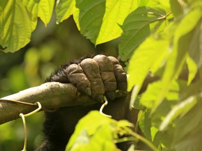Obserwacje goryli górskich w Parku Narodowym Bwindi (UNESCO), fot. T. Liptak Obserwacje goryli górskich w Parku Narodowym Bwindi (UNESCO), fot. T. Liptak