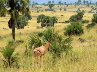 Park Narodowy Murchison Falls, fot. T. Liptak Park Narodowy Murchison Falls, fot. T. Liptak