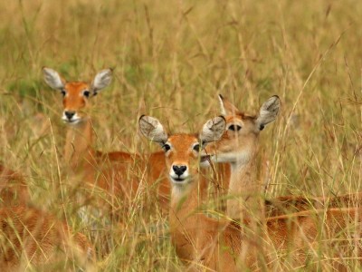 PN Murchison Falls, fot. T. Liptak PN Murchison Falls, fot. T. Liptak
