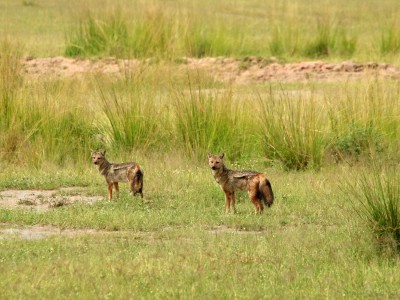 PN Murchison Falls, fot. T. Liptak PN Murchison Falls, fot. T. Liptak