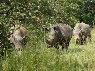 Rezerwat Ziwa Rhino to fantastyczne miejsce na spotkanie z nosorożcami, fot. T. Liptak Rezerwat Ziwa Rhino to fantastyczne miejsce na spotkanie z nosorożcami, fot. T. Liptak