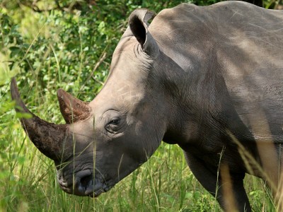 Rezerwat Ziwa Rhino to fantastyczne miejsce na spotkanie z nosorożcami, fot. T. Liptak Rezerwat Ziwa Rhino to fantastyczne miejsce na spotkanie z nosorożcami, fot. T. Liptak