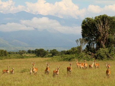 Safari w Parku Narodowy Queen Elizabeth, fot. T. Liptak Safari w Parku Narodowy Queen Elizabeth, fot. T. Liptak