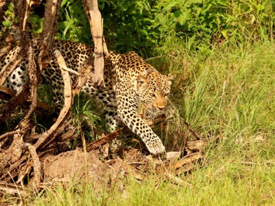 Safari w Parku Narodowy Queen Elizabeth, fot. T. Liptak Safari w Parku Narodowy Queen Elizabeth, fot. T. Liptak
