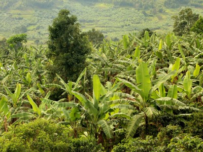 Uprawa bananów są ważną cześcią krajobrazu Ugandy, fot. T. Liptak Uprawa bananów są ważną cześcią krajobrazu Ugandy, fot. T. Liptak