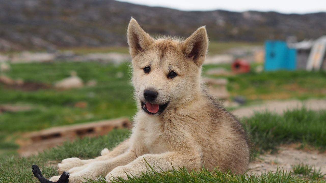 Młody husky cieszący się jeszcze szczenięcą beztroską, fot. Samuel Odrzykoski Młody husky cieszący się jeszcze szczenięcą beztroską, fot. Samuel Odrzykoski