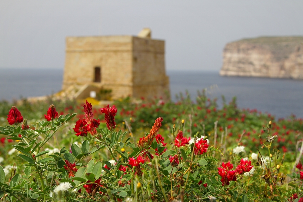 Sielankowe wybrzeże Gozo (fot. S. Adamczak, okfoto.pl)