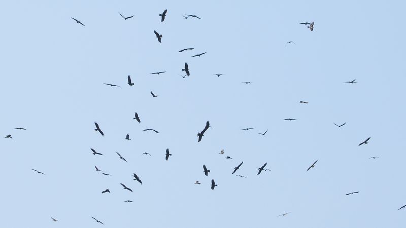 Migracja nad Batumi fot. Adam Janczyszyn Migracja nad Batumi fot. Adam Janczyszyn