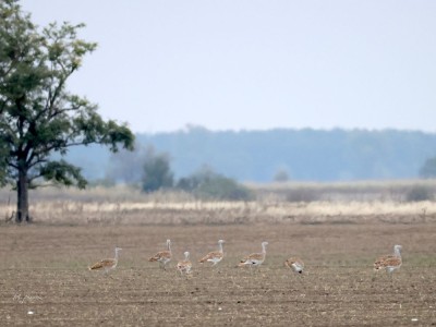 fot. P. Kunysz