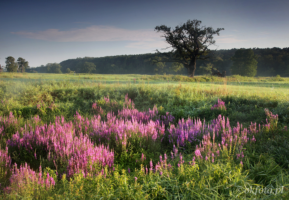 Dęby rogalińskie (fot. S. Adamczak, okfoto.pl)