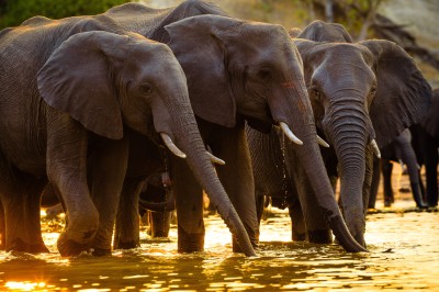 PN Chobe