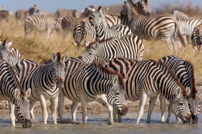 PN Makgadikgadi