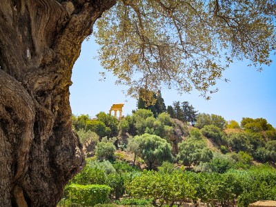 Widok na Świątynię Dioskurów z ogrodu Kolymbetra w Dolinie Świątyń w Agrigento, fot M. Olszewska Widok na Świątynię Dioskurów z ogrodu Kolymbetra w Dolinie Świątyń w Agrigento, fot M. Olszewska