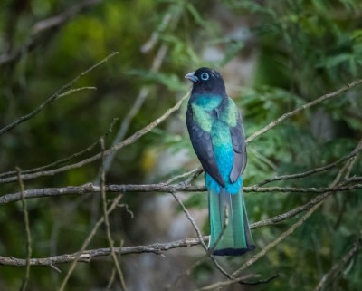 Trogon czarnogłowy