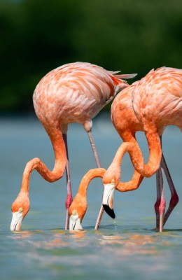 Flamingi karmazynowe