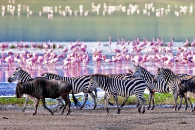 Zebry, antylopy i flamingi na safari w Kenii i Tanzanii