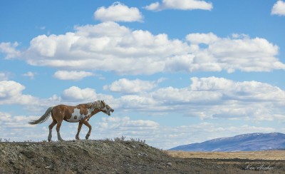Mustang na tle gór