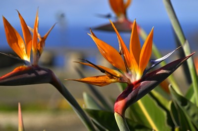 Strelicja królewska (Strelitzia reginae), fot. T. Liptak