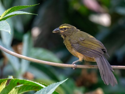 Saltator cynamonowy, fot. Benedicto Grijalva