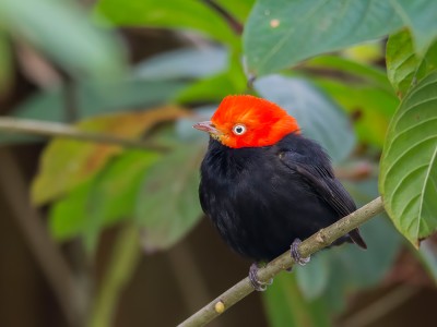 Manakin czerwonoczuby, fot. Benedicto Grijalva