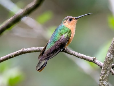 Klinosterek rdzawy, fot. Benedicto Grijalva