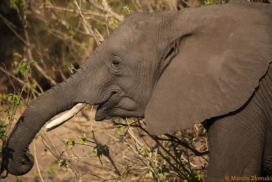 Słoń na safarii Tanzania Kenia Słoń na safarii Tanzania Kenia