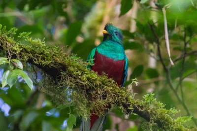 Quetzal - symbol Gwatemali Quetzal - symbol Gwatemali