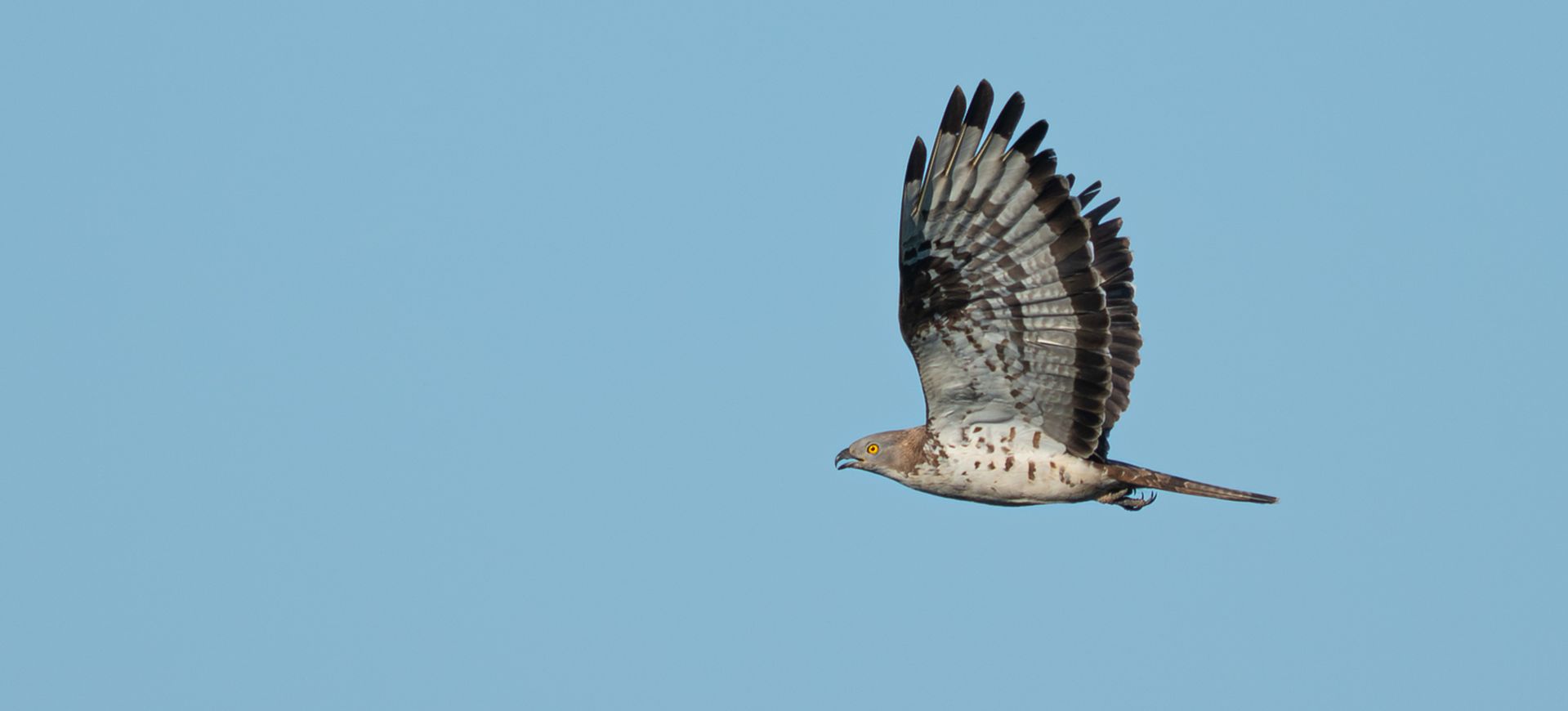 Batumi Raptor Count