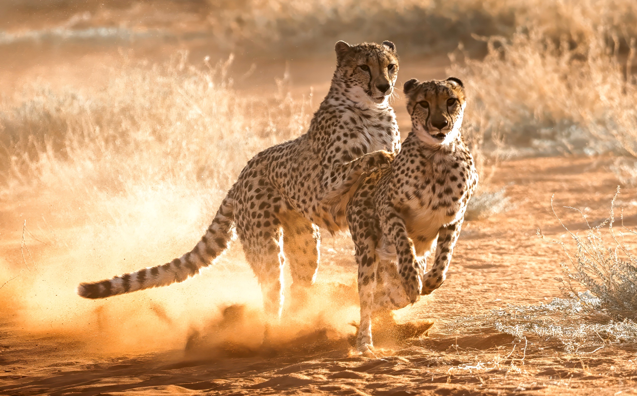 Namibia - komfortowe safari