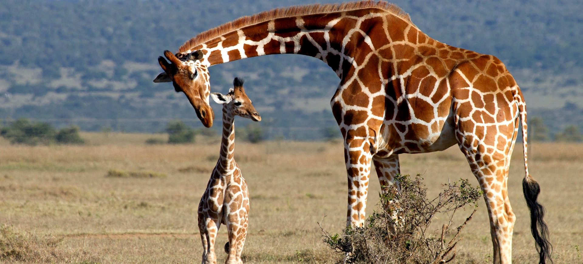 Kenia - komfortowe safari