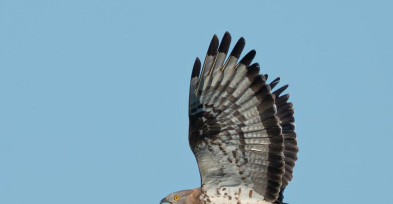 Batumi Raptor Count