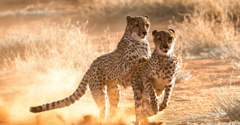 Namibia - komfortowe safari