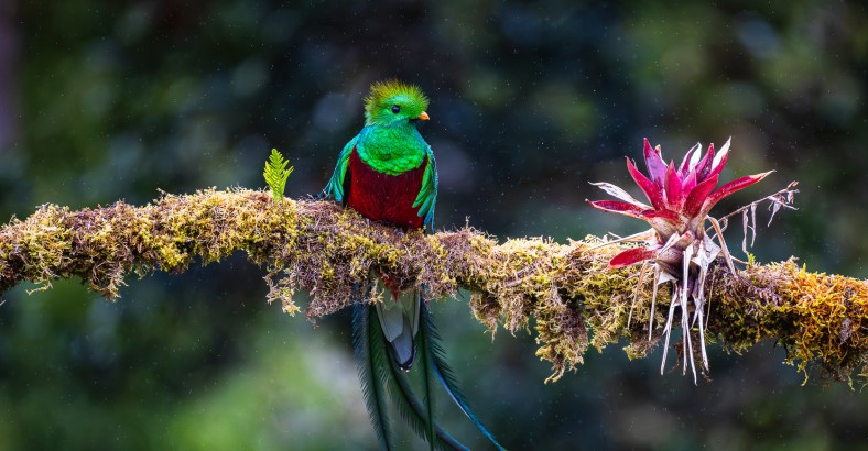 Ptaki Gwatemali, Belize i Copan
