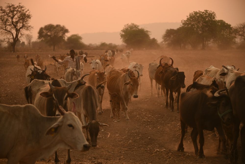 Krowy w plemieniu Himba